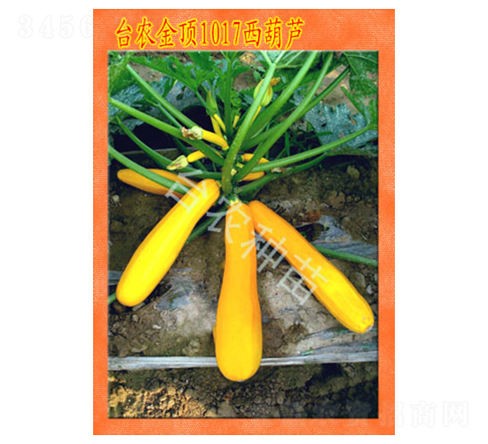 �_(t��i)�r(n��ng)���1017�����J-�����J�N��-�_(t��i)�r(n��ng)�N��