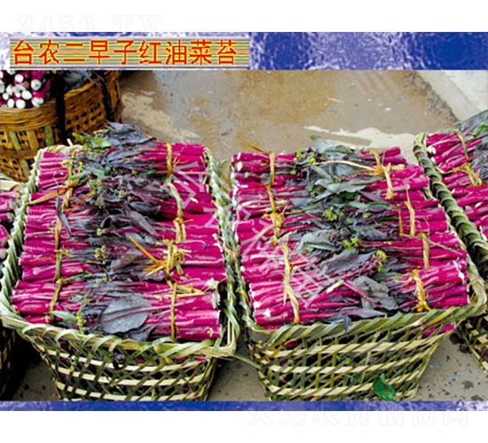 �_�r(n��ng)�����Ӽt�Ͳ�̦-��̦�N��-�_�r(n��ng)�N��