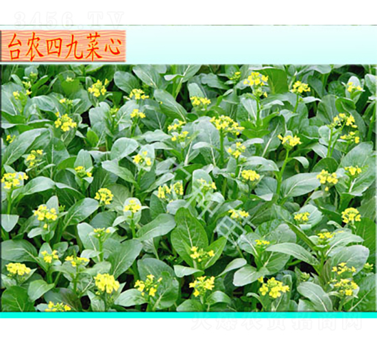 �_(t��i)�r(n��ng)�ľŲ���-���ķN��-�_(t��i)�r(n��ng)�N��