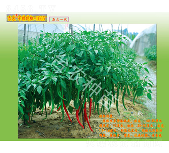 ����-1065-�����N��-�_�r(n��ng)�N��