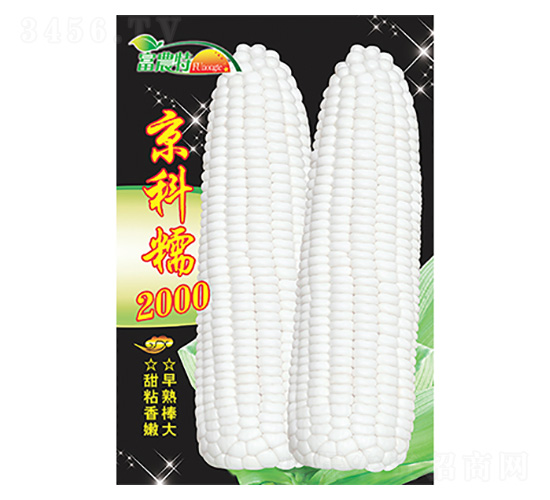 ���׷N��-����Ŵ2000-����