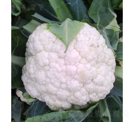 ����958���˷N��-���r(n��ng)�r(n��ng)�I(y��)