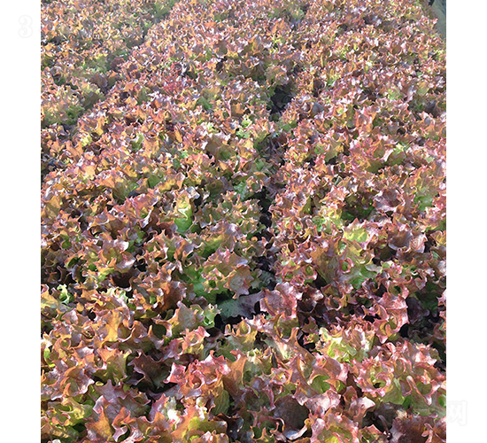 �����أ�85-53��-���˷N��-���r(n��ng)�r(n��ng)�I(y��)