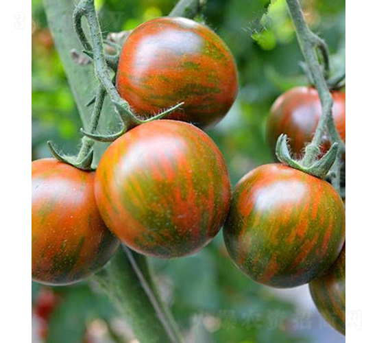 ���r������-С���ѷN��-���r�r�I(y��)