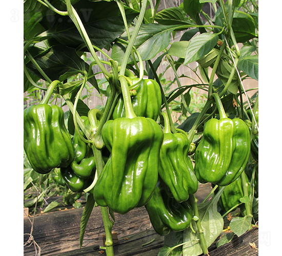 ���r(n��ng)��Ƥ����22-43-�����N��-���r(n��ng)�r(n��ng)�I(y��)