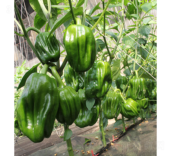 ����22-46-�����N��-���r(n��ng)�r(n��ng)�I(y��)