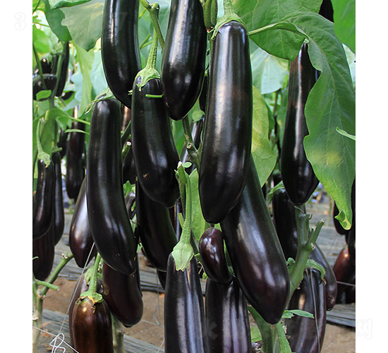 10-765-���ӷN��-���r(n��ng)�r(n��ng)�I(y��)