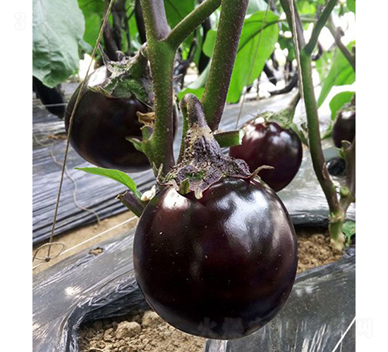 ���r(n��ng)�ψA��1̖(h��o)-���ӷN��-���r(n��ng)�r(n��ng)�I(y��)