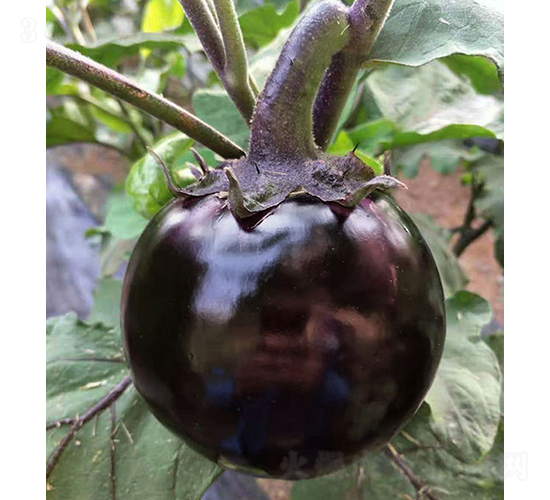 ���r(n��ng)�ψA��2̖(h��o)-���ӷN��-���r(n��ng)�r(n��ng)�I(y��)