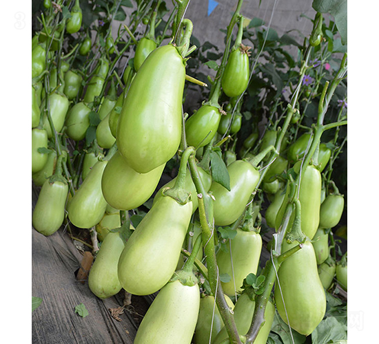 ���r(n��ng)�G��1̖(h��o)-���ӷN��-���r(n��ng)�r(n��ng)�I(y��)