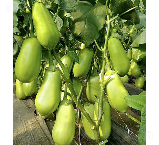 ���r(n��ng)�G��2̖(h��o)-���ӷN��-���r(n��ng)�r(n��ng)�I(y��)