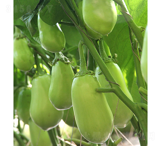 ���r(n��ng)�G��3̖(h��o)-���ӷN��-���r(n��ng)�r(n��ng)�I(y��)