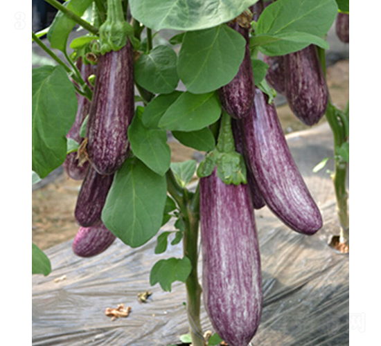 ������-���ӷN��-���r(n��ng)�r(n��ng)�I(y��)