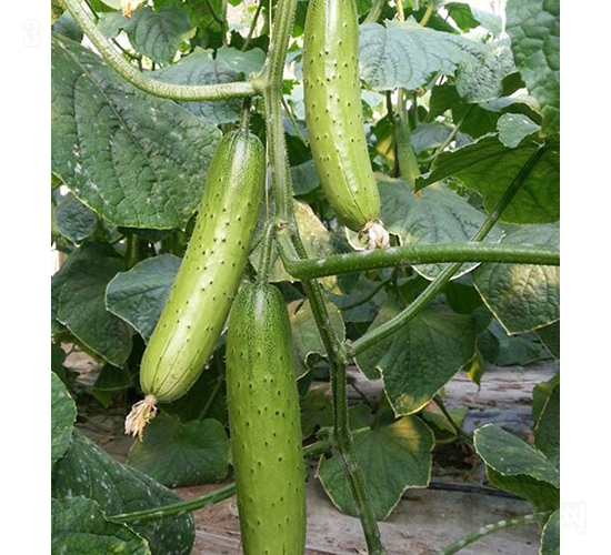 �T�S8̖-�S�ϷN��-���r(n��ng)�r(n��ng)�I(y��)