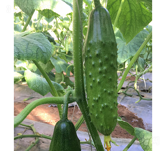 ����̖(h��o)-�S�ϷN��-���r(n��ng)�r(n��ng)�I(y��)