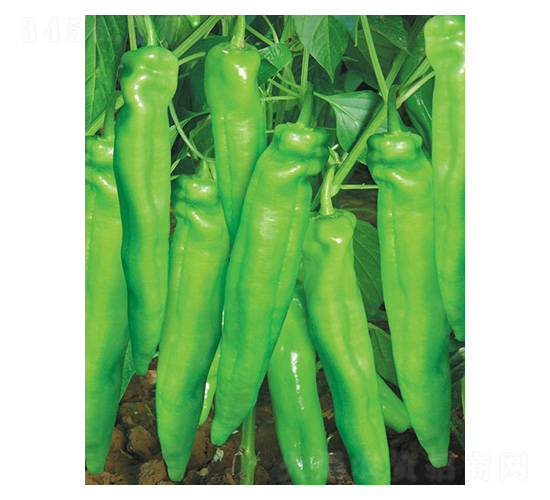 ؐ��958-���r(n��ng)����(chu��ng)