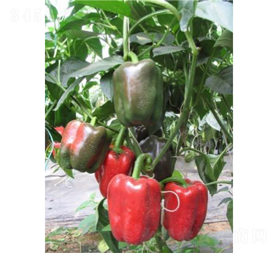 �н��t�@1̖-�𽷷N��-���߷N�I(y��)