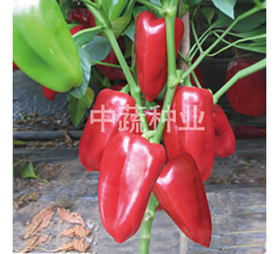 �н����F1̖-�𽷷N��-���߷N�I(y��)