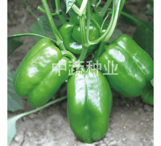 �н�1615-�𽷷N��-���߷N�I(y��)