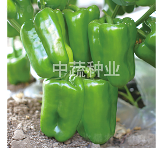 �н�115-�𽷷N��-���߷N�I(y��)