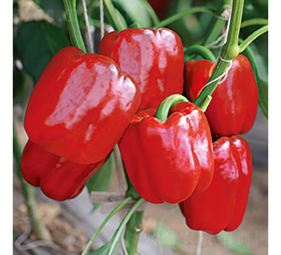 �н�2108̖-�𽷷N��-���߷N�I(y��)