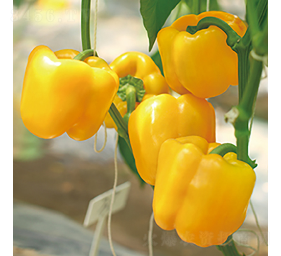 �н��S�@2̖-�𽷷N��-���߷N�I(y��)