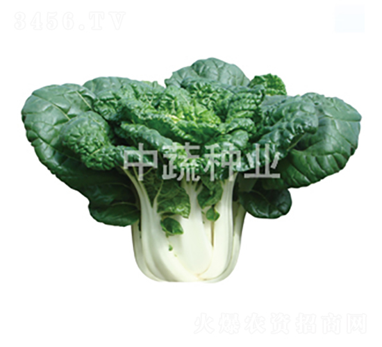 ���1̖-�ײ˷N��-���߷N�I(y��)