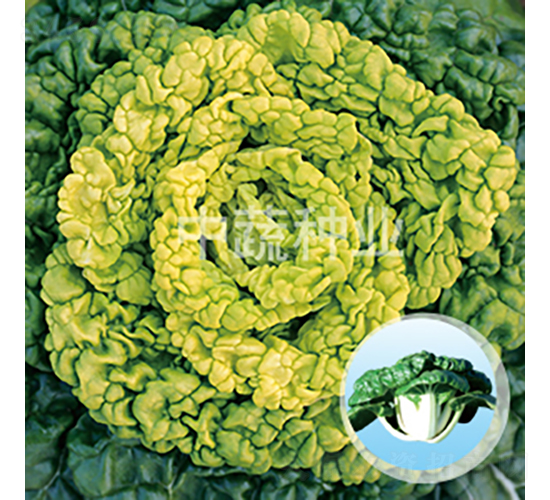 ѩ���-�ײ˷N��-���߷N�I(y��)