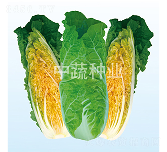 ���t���-�ײ˷N��-���߷N�I(y��)