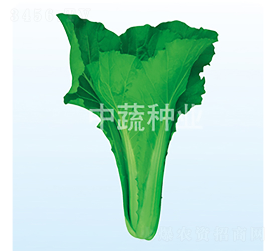 �����G��-�ײ˷N��-���߷N�I(y��)