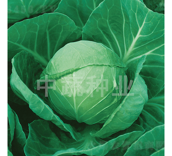 �и�21-���{(l��n)�N��-���߷N�I(y��)