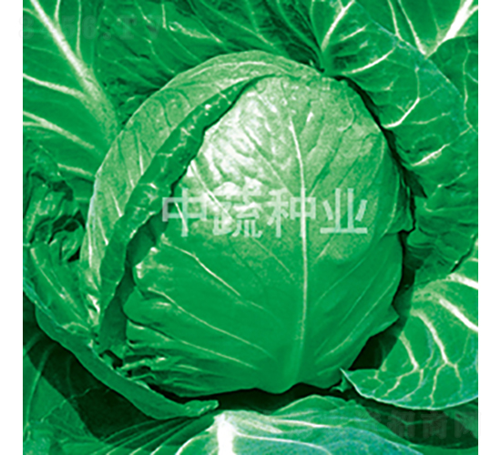 ���Բ����и�11-���{(l��n)�N��-���߷N�I(y��)