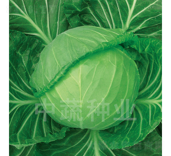 �и�56-���{(l��n)�N��-���߷N�I(y��)