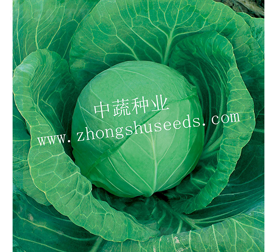 �и�590-���{�N��-���߷N�I(y��)