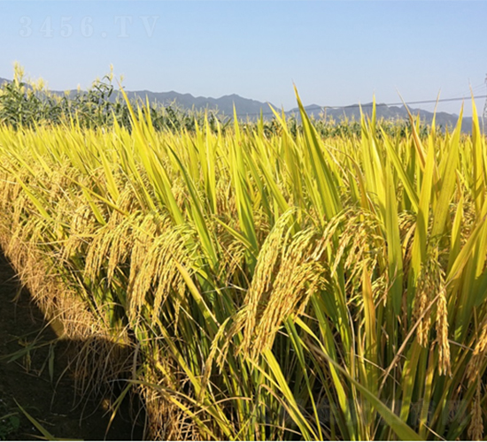 �V���z��3̖-ˮ���N��-�V��