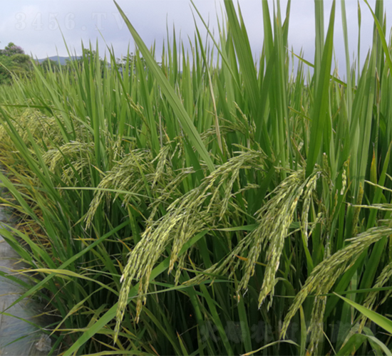 �V���z��5̖(h��o)-ˮ���N��-�V��