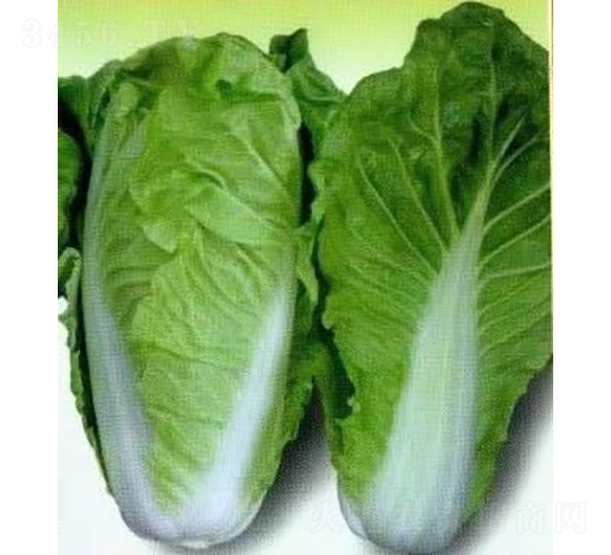 ��ʿ���-С�ײ˷N��-�V��