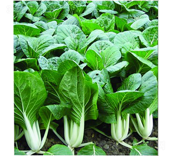 �V�����~�ײ�-С�ײ˷N��-�V��