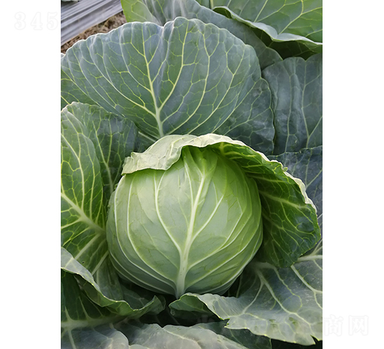 ����3̖���{(l��n)-���{(l��n)�N��-�V��