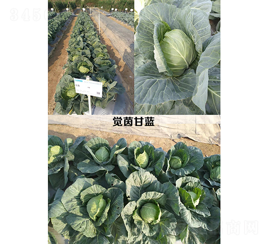 �X����{(l��n)-���{(l��n)�N��-�V��