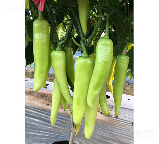 �M��(sh��)����-�����N��-�V��