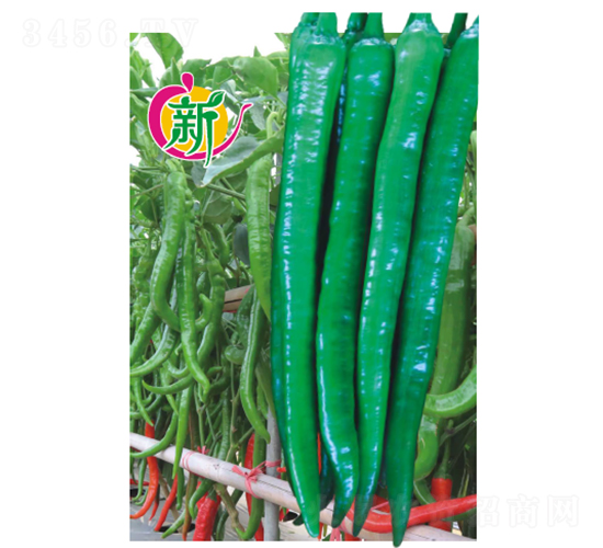 �V��Ҽ̖����-�����N��-�V��