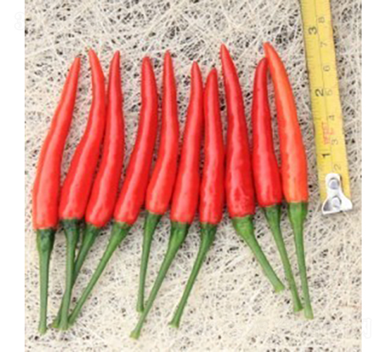 GL-12����-�����N��-�V��