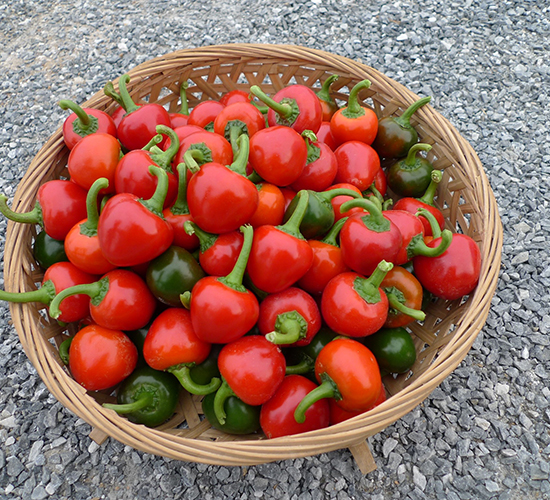 �Ќ�����-�����N��-�V��