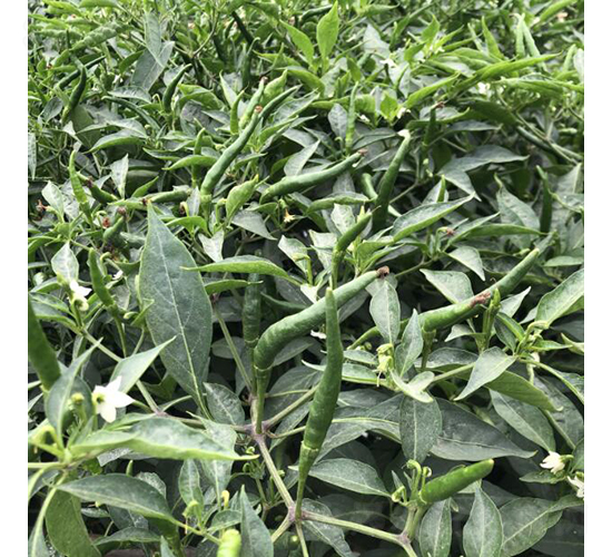 �V��21̖-�����N��-�V��