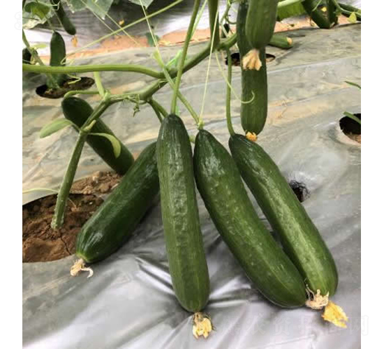 �V��1618ˮ���S�ϣ���Ʒ�N��-�S�ϷN��-�V��