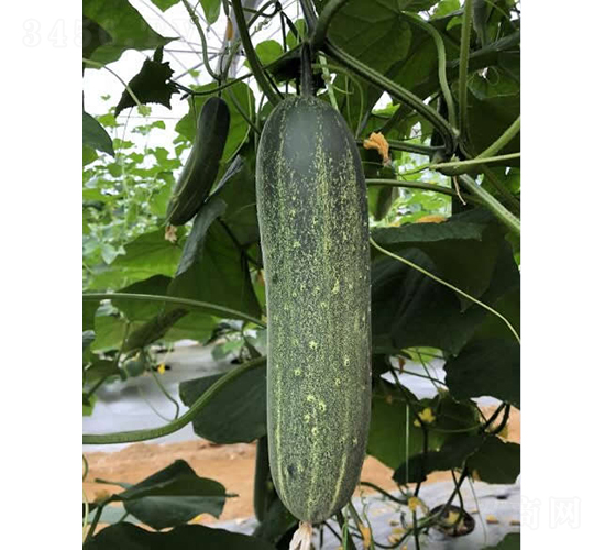 �V��̩��-�S�ϷN��-�V��