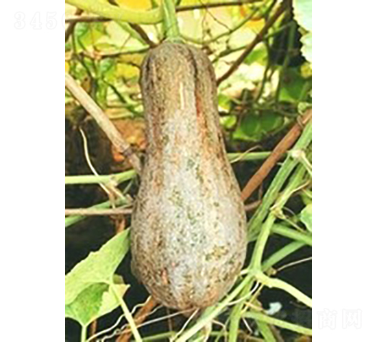 �۱��Ϲ�-�ϹϷN��-�V��