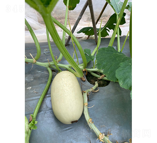 �~���Ϲ�-�ϹϷN��-�V��