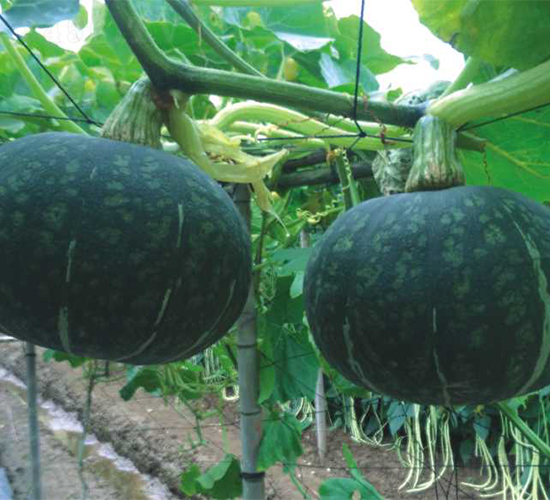 ���s�Ϲ�-�ϹϷN��-�V��